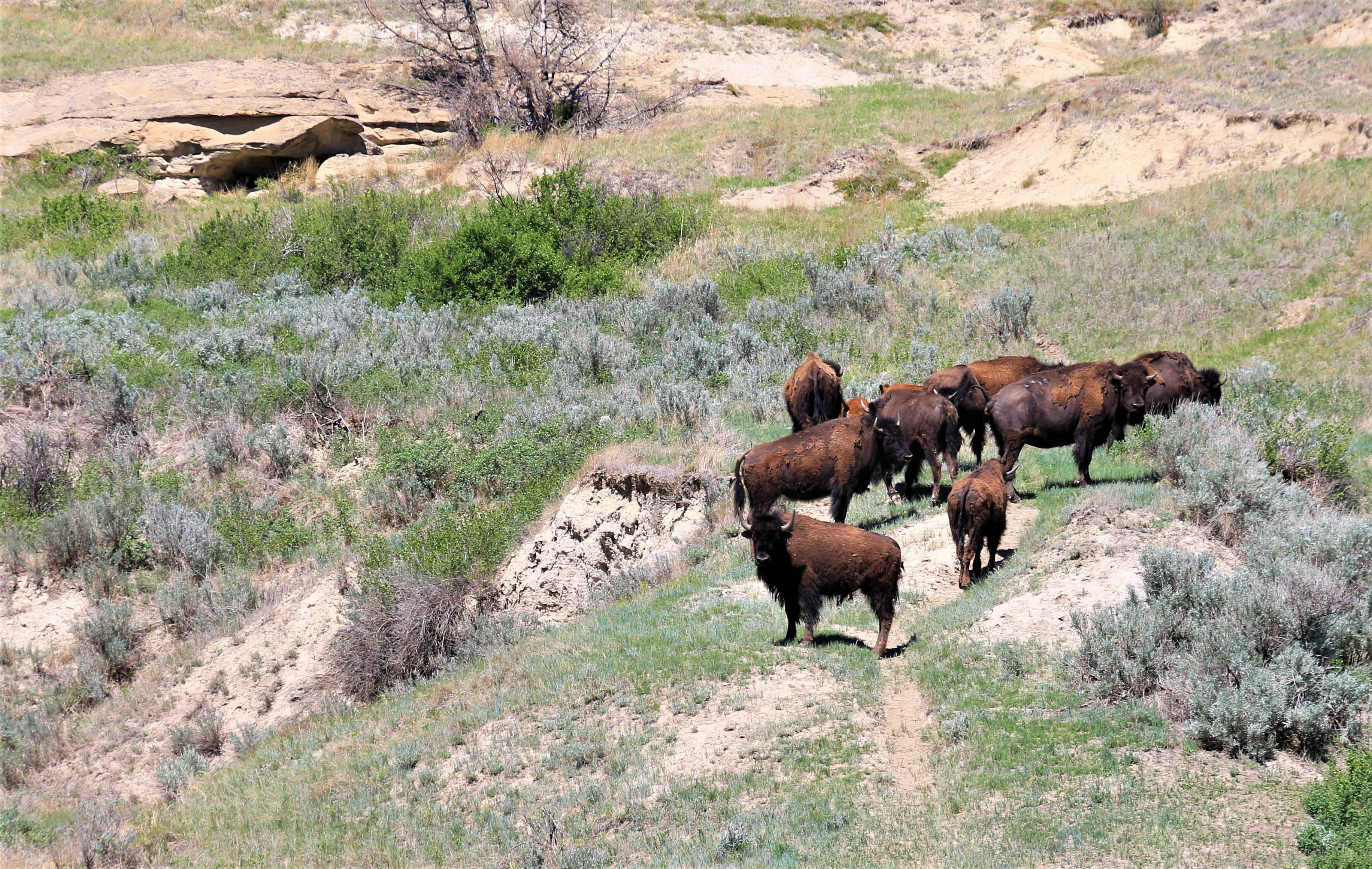 Theodore Roosevelt NP